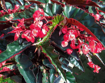 B. ‘Madam Coulat’